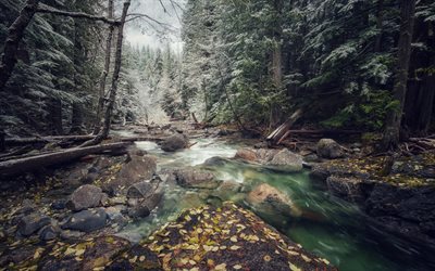mountain river, forest, winter, snow, mountain landscape