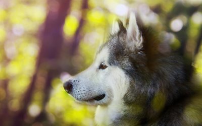 Alaskan Malamute, bokeh, pets, dogs, cute animals, close-up, cute dog