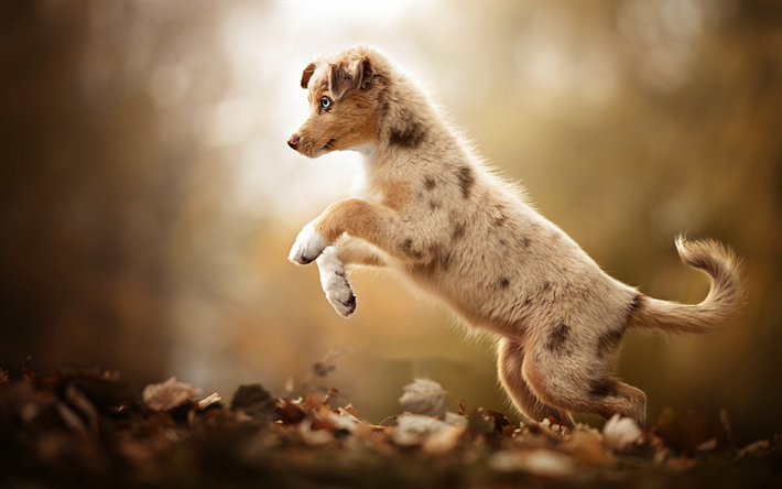 Australian Shepherd, little puppy, autumn, forest, yellow leaves, joyful puppy, dogs, pets, aussie