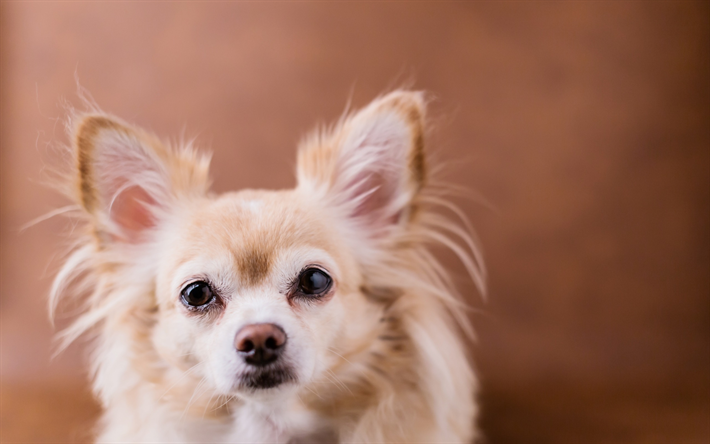 Chihuahua, petit chien blanc, les animaux de compagnie, d&#233;coratif races de chiens, chiots mignons