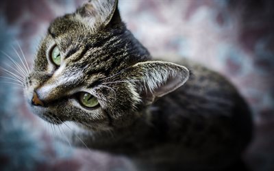 American Shorthair Cat, close-up, bokeh, cat with green eyes, domestic cats, pets, cats, cute cat, American Shorthair