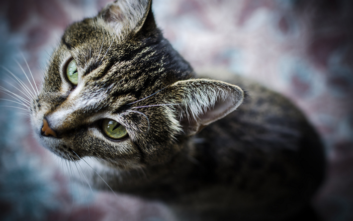 Chat American Shorthair, close-up, le bokeh, le chat aux yeux verts, les chats domestiques, les animaux de compagnie, chats, chat mignon, American Shorthair