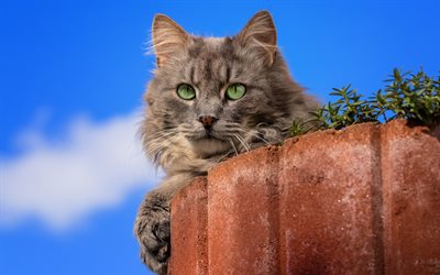gray fluffy cat, cute animals, cat with green eyes, pets, cats