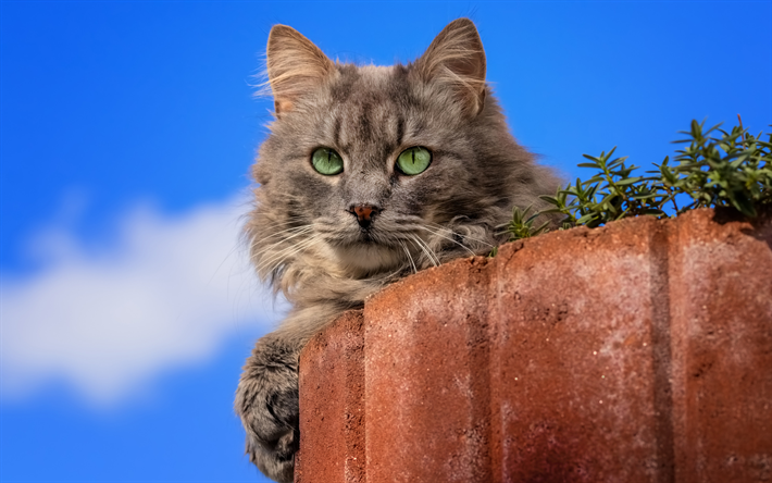 cinza fofo gato, animais fofos, gato com olhos verdes, animais de estima&#231;&#227;o, gatos