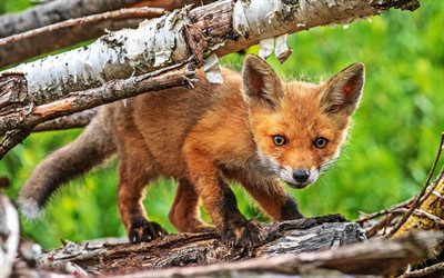 fox, wildlife, cub, red fox, forest, cute animals, Vulpes vulpes, small fox, HDR