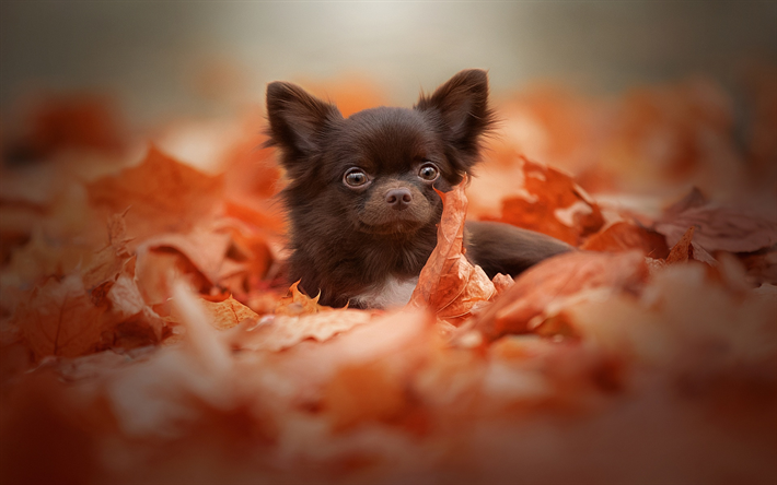 brun petit chihuahua, le jaune des feuilles d&#39;automne, petit chien mignon, animaux de compagnie, chihuahua, chiens, chiots