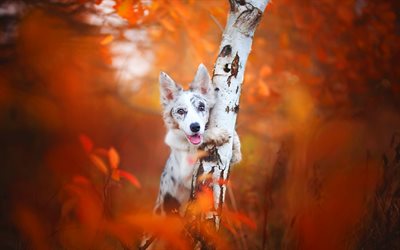 Aussie, autumn, close-up, HDR, Australian Shepherd, puppy, pets, dogs, cute animals, bokeh, Australian Shepherd Dog, Aussie Dog