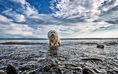 Havana Bichon, lake, pets, white Havanese, HDR, dog in water, Bichon Havanese, dogs, fluffy dog, cute animals, wet dog, Havana Bichon Dog, Havanese