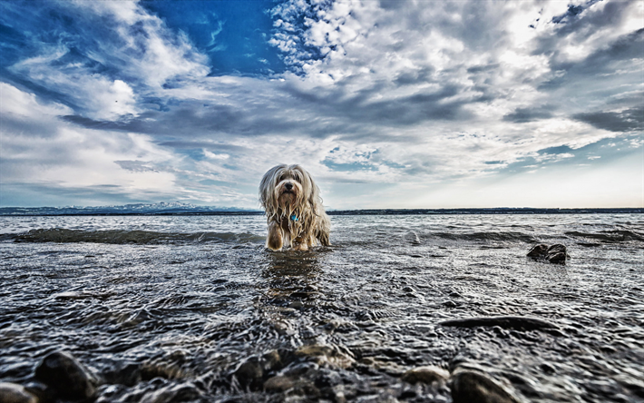 Havana Bichon, lake, pets, white Havanese, HDR, dog in water, Bichon Havanese, dogs, fluffy dog, cute animals, wet dog, Havana Bichon Dog, Havanese