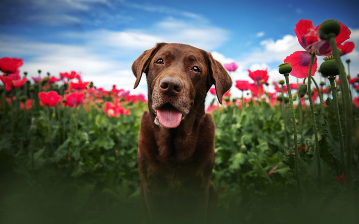 Chesapeake Bay Retriever, sommar, hundar, brun hund, blommor, bokeh, husdjur, s&#246;ta djur, Chesapeake Bay Retriever Hund