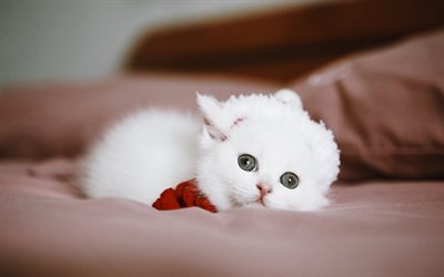 petit chaton blanc, animaux mignons, petits chats, animaux domestiques, chaton duveteux blanc, chats