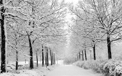 paysage d&#39;hiver, le parc, la neige, l&#39;hiver, les lumi&#232;res