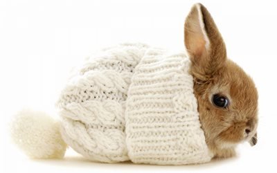 bunny, invierno, sombrero, bastante, un animal, un peque&#241;o conejito