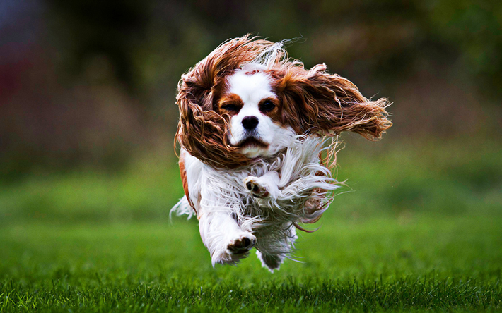 Cavalier King Charles Spaniel, flying dog, HDR, pets, cute animals, close-up, dogs, Cavalier King Charles Spaniel Dog