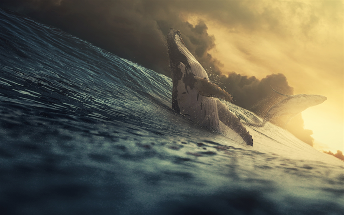 baleias, sobre as ondas do, p&#244;r do sol, oceano, as ondas do mar, a vida selvagem, Cetacea