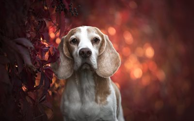 Beagle, autumn, cute dog, pets, dogs, bokeh, sad dog, cute animals, Beagle Dog