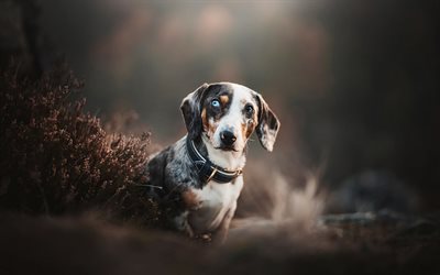 Dachshund Dog, bokeh, autumn, close-up, heterochromia, colorful dachshund, pets, cute animals, Dachshund, dogs