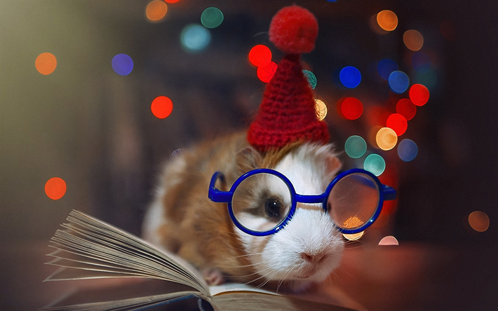 cavy with book, cute animals, guinea pig, cavy in glasses, rodent, pets, Cavia porcellus