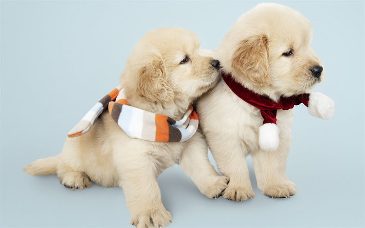 Labradors, 少しの可愛い子犬, 冬, ゴールデンretrievers, 小型犬, かわいい動物たち, 犬