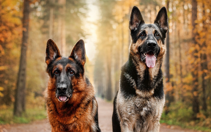 Two German Shepherds, pets, autumn, bokeh, close-up, dogs in forest, German Shepherd, dogs, German Shepherd Dog