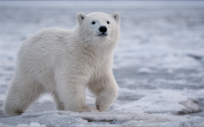 oso polar, el Norte, el invierno, la nieve, oso blanco, fauna silvestre, depredador, oso, animales salvajes