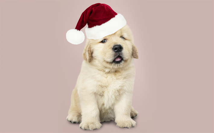 peu de golden retriever, no&#235;l, nouvel an, adorable chiot, petit chien, labrador, chapeau de santa, chiens