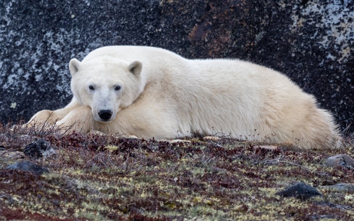 oso polar, los depredadores, la fauna, los osos del &#193;rtico, los animales salvajes