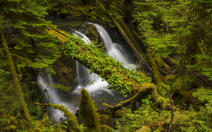 waterfall, mountains, green trees, moss, fern, mountain waterfall, mountain stream
