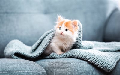 gatinho ruivo, animais fofos, animais de estimação, gatinho, gatinho debaixo do cobertor, gatinho ruivo branco