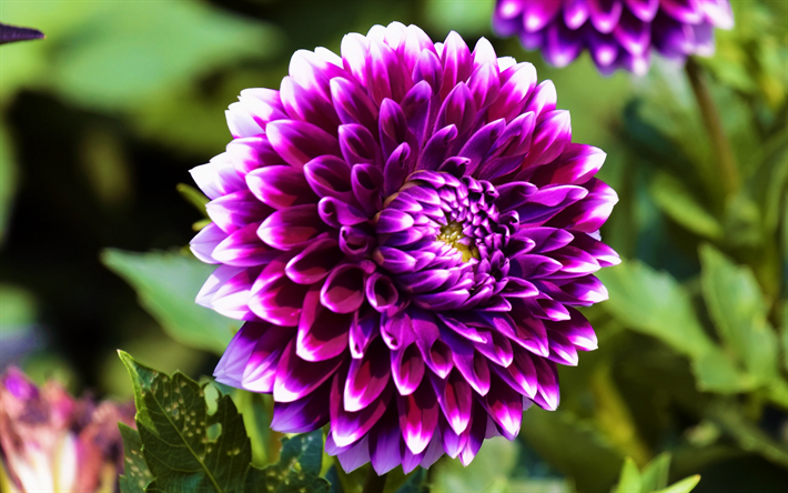 紫のダリア, 紫色の花, ダリアの背景, ダリア