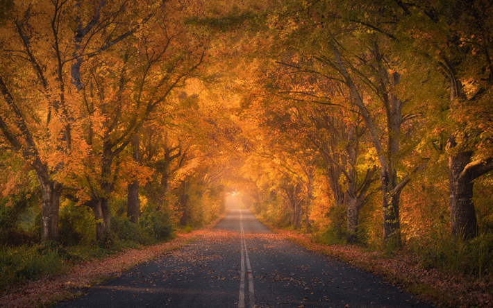 秋のトンネル, 黄色い木, 秋の木, 秋, 黄色の葉, 黄色の木のトンネル, オーストラリア