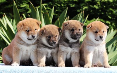 Shiba Inu, 4k, small puppies, hunting dogs, pets, small dogs