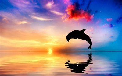 4k, dolphin, sea, wildlife, sunset, Delphinidae