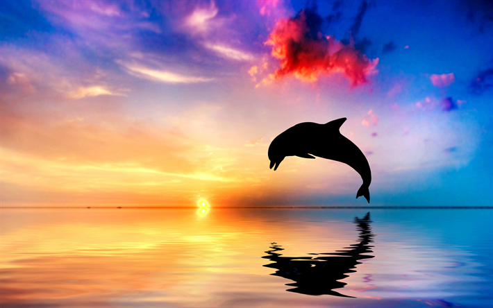 &quot;4k, los delfines, el mar, la fauna, la puesta de sol, Delphinidae