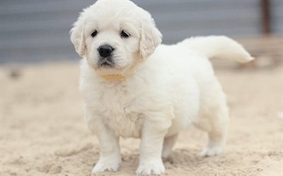 Golden Retriever, small white puppy, pets, cute animals, breeds of dogs, labrador