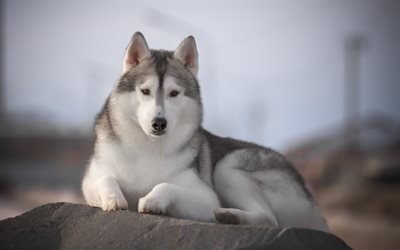 husky, big dog, winter, pets, dog breeds