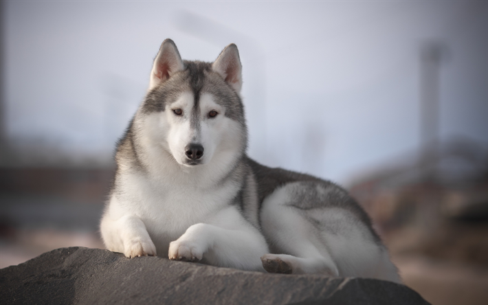 husky, grand chien, l&#39;hiver, les animaux domestiques, races de chien