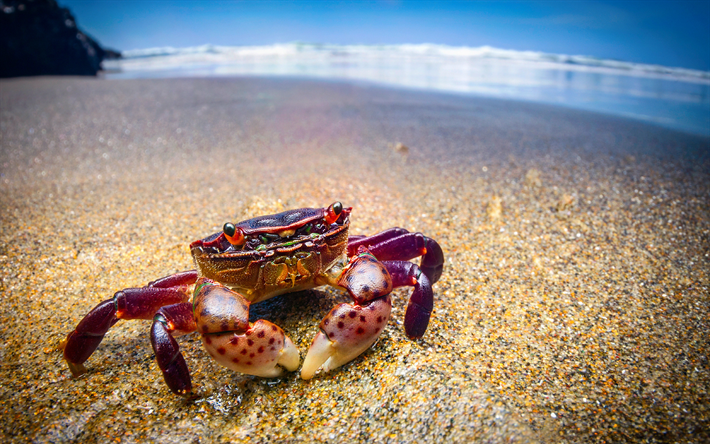 le crabe, la plage, la faune, l&#39;oc&#233;an, sur la plage