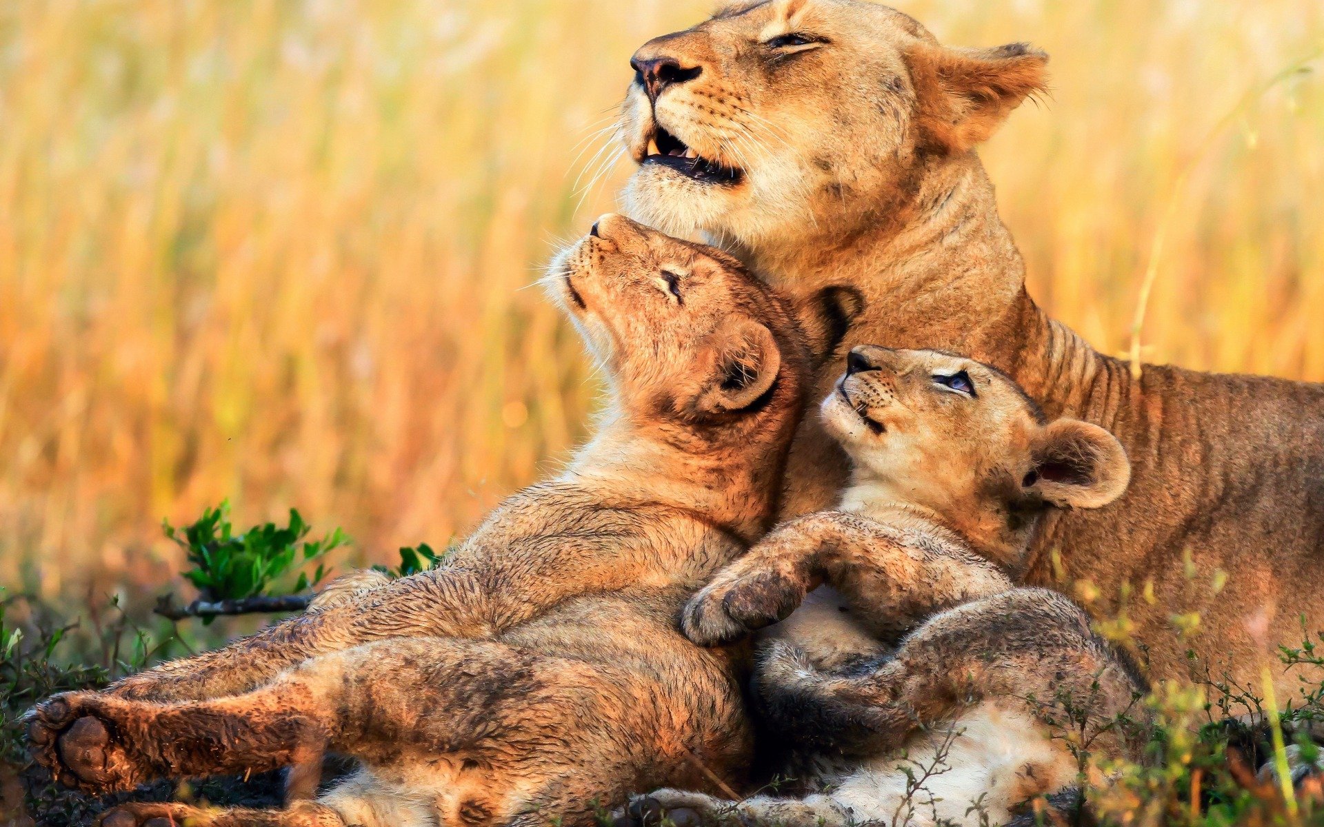 Descargar fondos de pantalla los leones, los pequeños leones, leonas, de  África, de la noche, la vida silvestre, los gatos salvajes monitor con una  resolución 1920x1200. Imagenes de escritorio