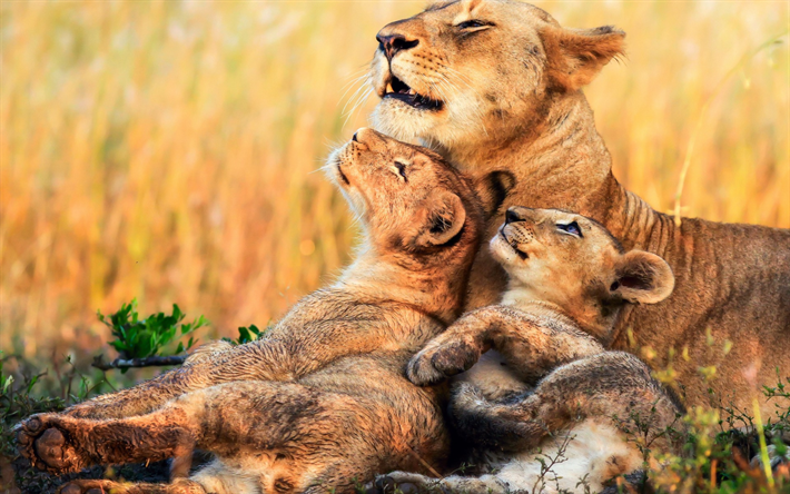 des lions, des petits lions, lionnes, en Afrique, en soir&#233;e, la faune, les chats sauvages