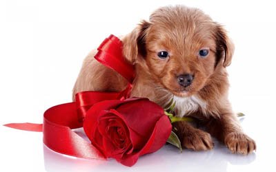 small brown puppy, gift, red silk bow, red rose