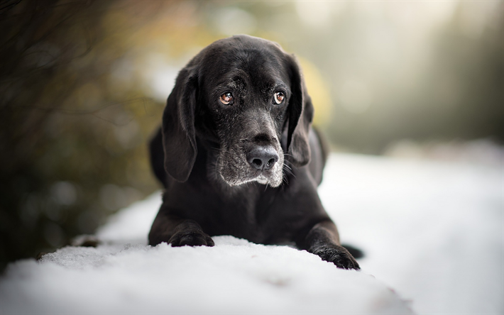 labrador preto, retriever, cachorro preto, ra&#231;a de c&#227;o, animais de estima&#231;&#227;o, inverno, neve