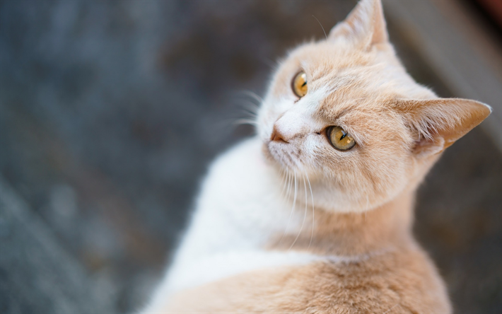 British Shorthair cat, beige cat, pets, portrait, cat breeds
