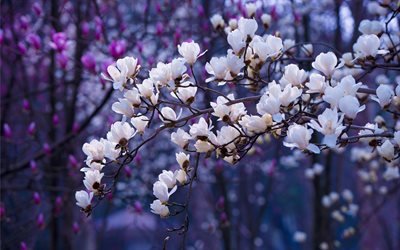 fleur du printemps, les cerisiers en fleurs, printemps, jardin, Japon