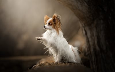 Papillon, small dog, domestic pet, wood, Continental toy spaniel, dog breeds