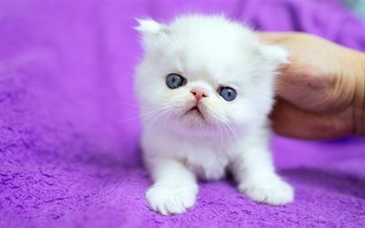 bianco soffice gattino, piccoli e simpatici animali, animali domestici, British gatto, razze di gatti, gatti di piccola taglia