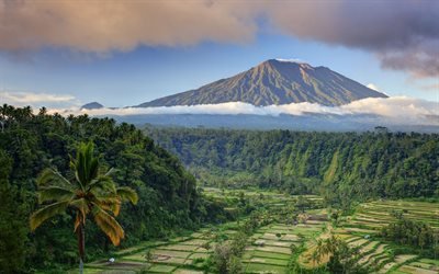 Bali, 4k, palmiye ağa&#231;ları, tropik, dağlar, Malay Takımadaları