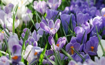 Crocuses, spring, saffron, purple spring flowers, wildflowers