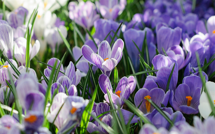 Crocus de printemps, le safran, violet fleurs de printemps, les fleurs sauvages