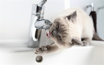 beige gato, gato brit&#225;nico de pelo corto, gato bebe agua, gatos